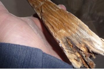 Hand gold piece of sharp and ragged wood before applying wet rot treatment.